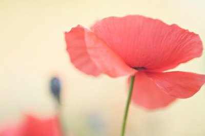 ​比喻句五年级60句