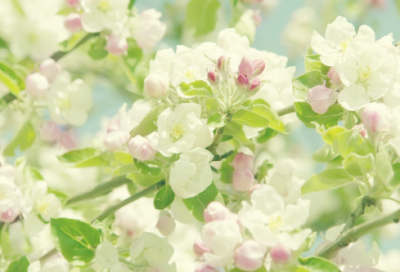 ​今日芒种说说