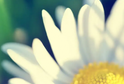 ​三八妇女节宣传文案精选(合集76句)