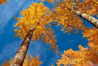 ​2026鼠年春节农村大门对联精选大全(春节励志对联)