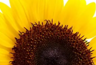 ​美术生励志语85句