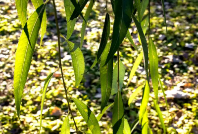 ​三八节搞笑祝福语签名超长