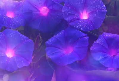 ​爱情日生祝福