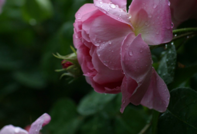 ​情人节朋友祝福语36句