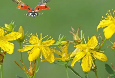 ​2026年新年祝福语