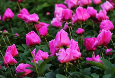 ​小学生新年祝福语2026年58句