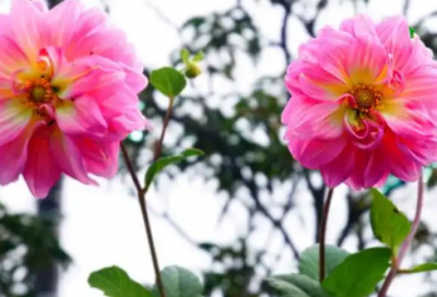 ​外国诗人经典语录 外国诗人语录