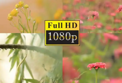 ​领悟禅道 方能悟大爱 佛说爱情语录大全