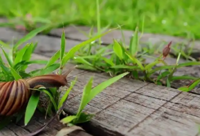 ​芥川龙之介语录