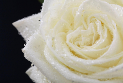 ​2026年精选正能量短句语录(充满正能量的话)