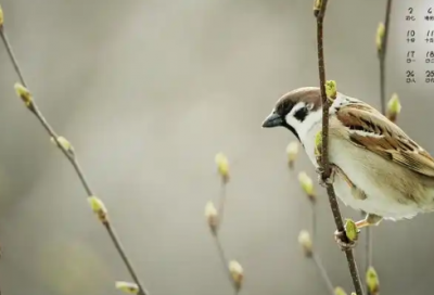 ​保险名人名言86句