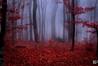 ​带小狗小猫的网名女生