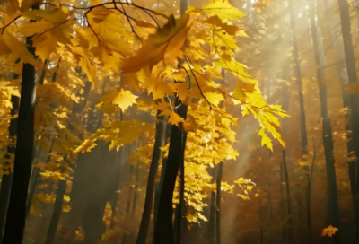 ​带冷带甜的网名女生