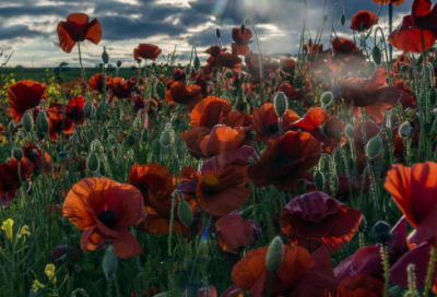 ​描写太阳落山